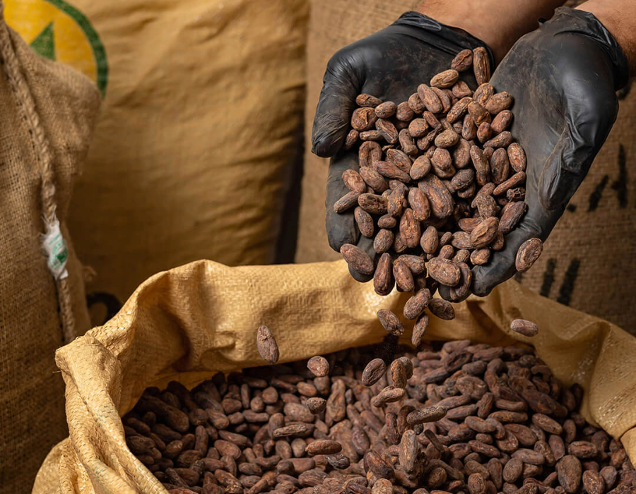 COCOABRIDGE cocoa export facility and warehouse team