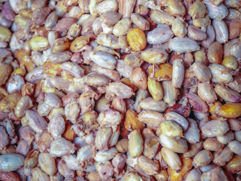 Fresh Criollo cocoa beans selected for export buyers