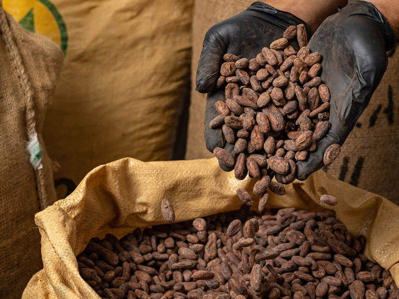 Forastero cocoa beans from Cameroon