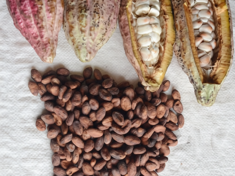 Latest Forastero cocoa beans for bulk international supply