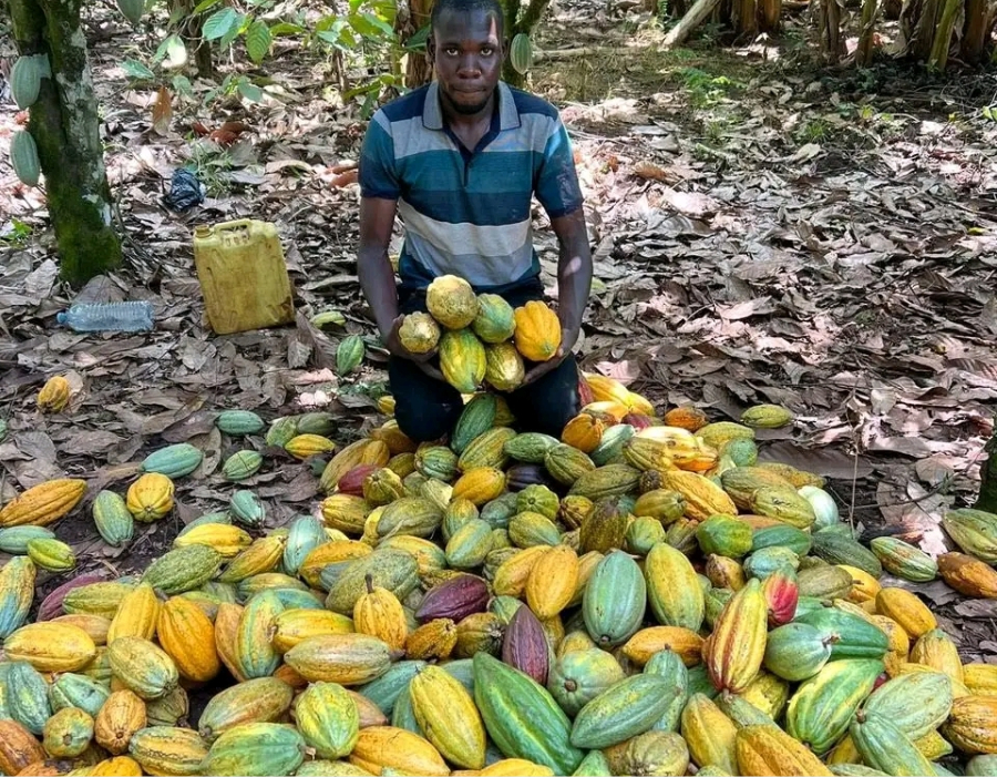 Sustainable cocoa sourcing and environmental stewardship