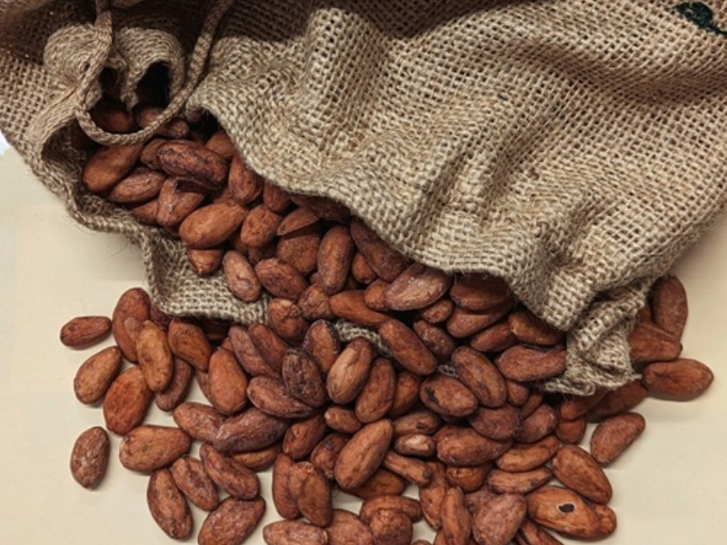 Premium Amelonado Cocoa Beans