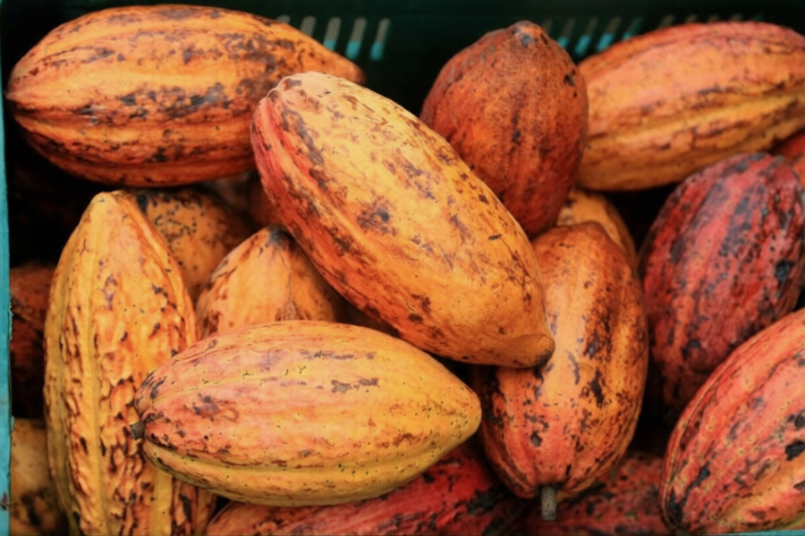Cameroon cocoa quality explained