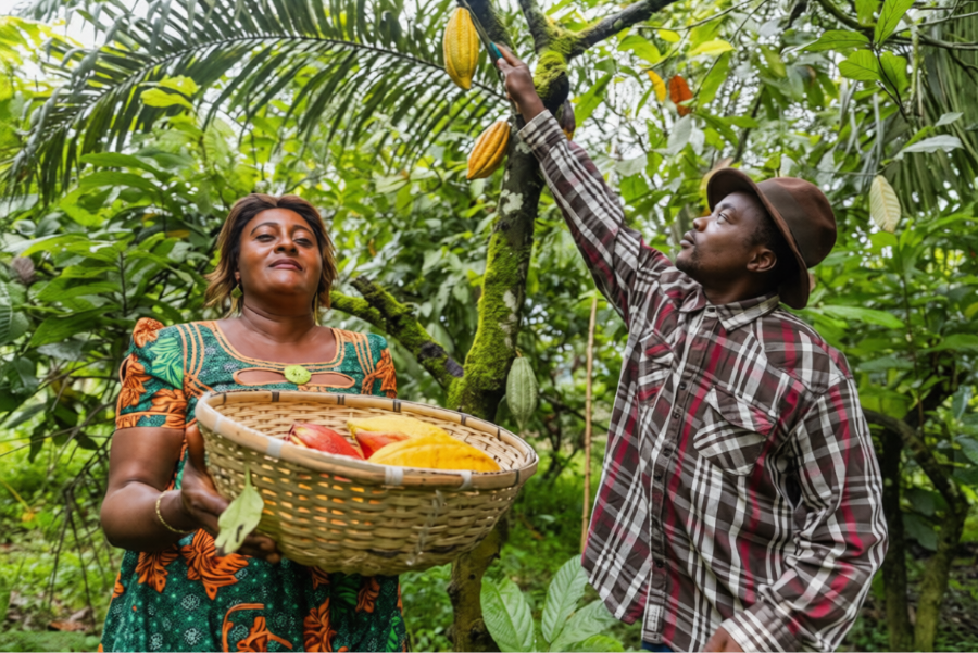 Cocoa export process steps
