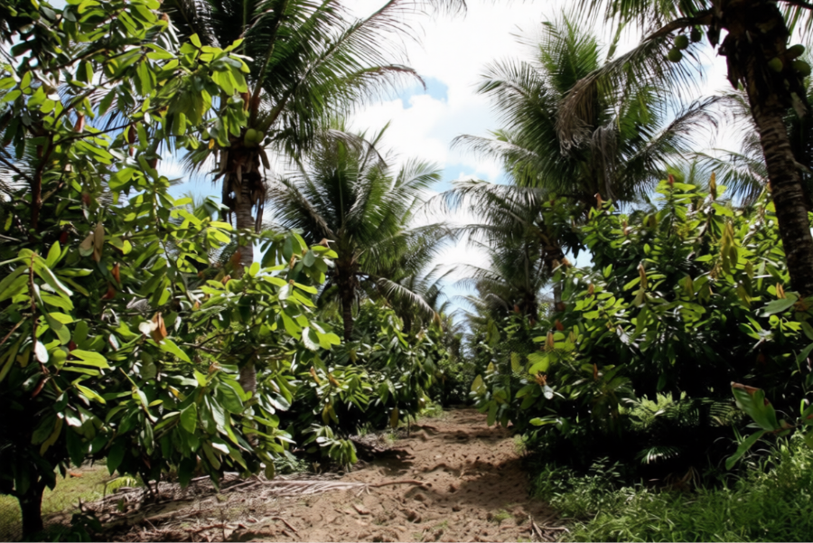 Cameroon cocoa export sourcing and supply chain image