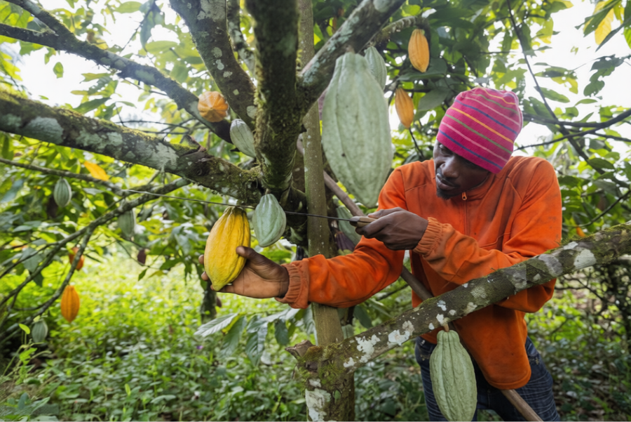 Cameroon cocoa export sourcing and supply chain image