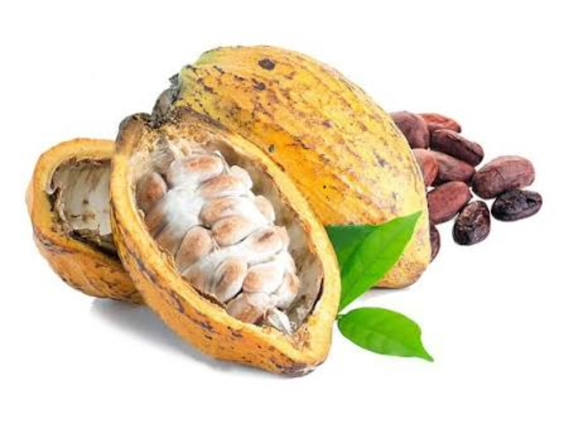 Premium Criollo Cocoa Beans
