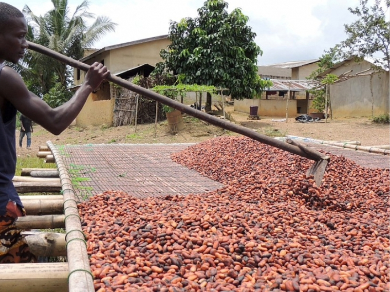 Fermented and Dried Cocoa