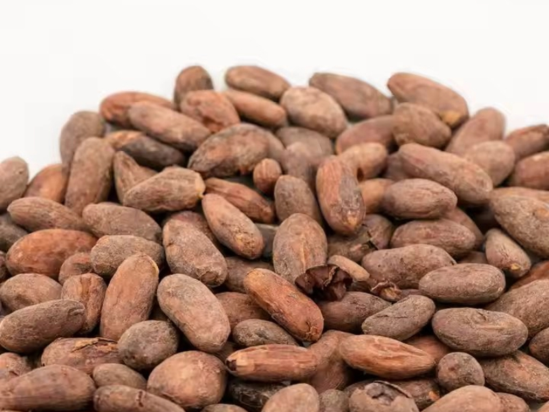 Export-Grade Forastero Cocoa Beans