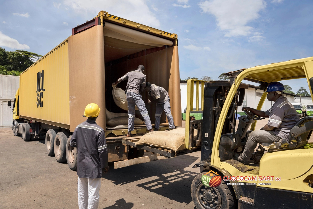 Why buy cocoa from Cameroon for traceable supply and dependable export partnerships
