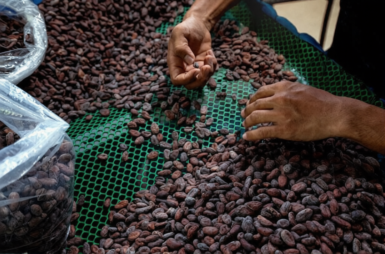 Cocoa quality inspection, grading, and lot verification