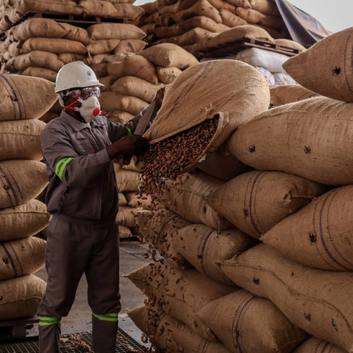Cocoa export documentation package including origin and phytosanitary certificates