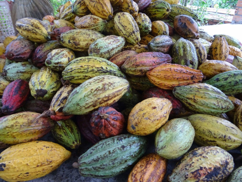 Organic sustainable cocoa beans from Cameroon new crop supply