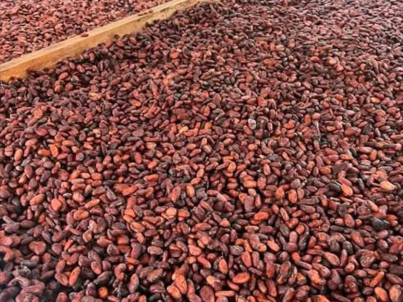 Cocoa export documentation requirements reviewed with shipping and compliance paperwork