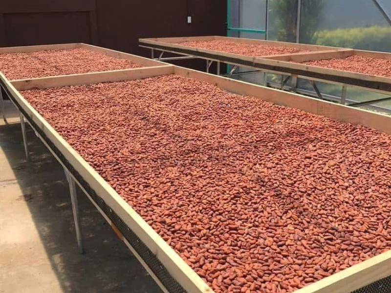 Premium Cocoa Excellence