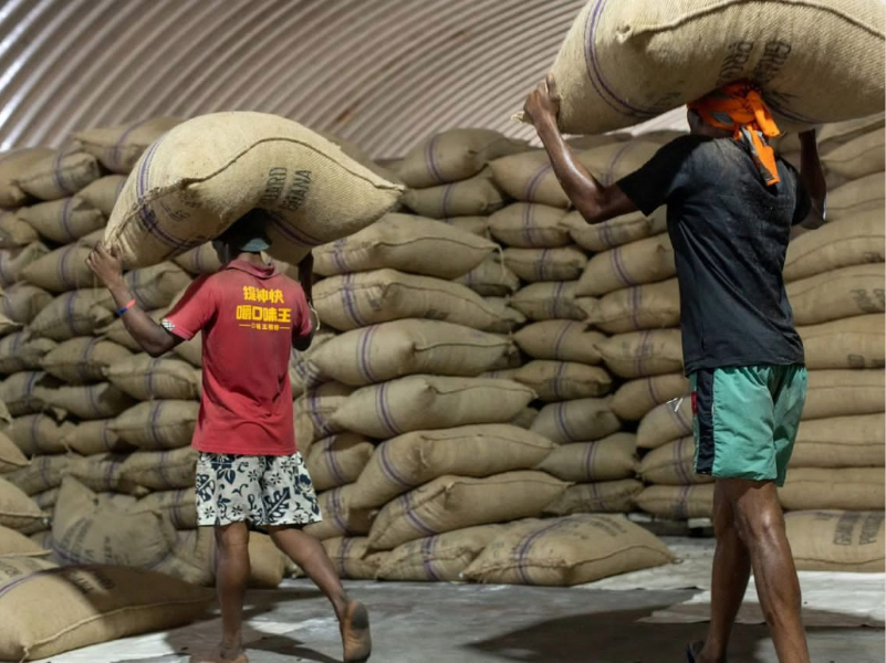 Quality Cocoa Supply